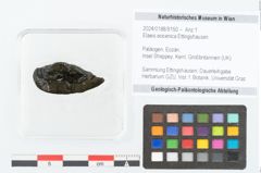 Foto (Objekt + Etikett) von Elaeis eocenica Ettingshausen (NHMW-GEO-2024-0188-9150)